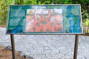 The information board tells the story about the Pine Forest