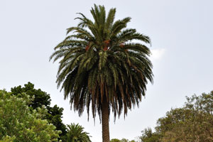 Botanical Garden Viera y Clavijo is located approximately 7 kilometers southwest of the capital city Las Palmas