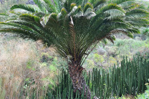 A Canarian palm tree “Phoenix canariensis”