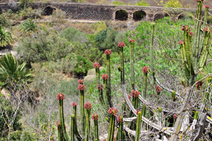 Euphorbia canariensis (Canary Island spurge) is in bloom