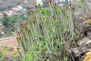 A wild shrub of Canary Island Spurge “Euphorbia canariensis” blooms near the Windy Archway