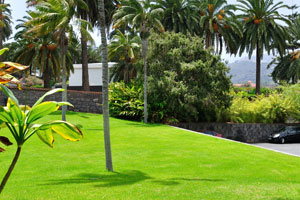 The green lawn decorates the parking place of the botanical garden