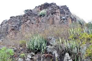 The steep slope of the garden is naturally covered with columnar cacti
