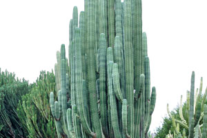 Pachycereus weberi is the tallest cactus species in the botanical garden