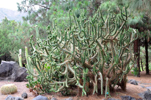 A branched opuntia grows in the Ornamental garden