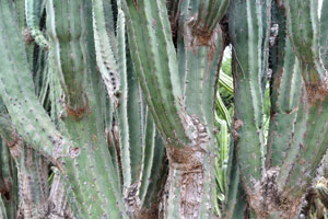 Huge trunks of “Pachycereus weberi” cacti are in approximation