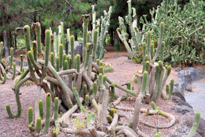 Tall cereuses grow abundantly in the Ornamental garden