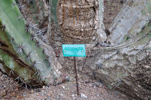 The label reads “Pachycereus weberi, Cactaceae”