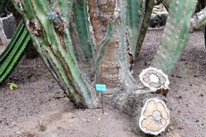 The lower part of mature “Pachycereus weberi” cactus looks pretty old