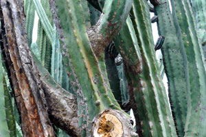 The mature “Pachycereus weberi” cactus has massive branches