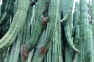 The name Pachycereus comes from the ancient Greek pakhus meaning “thick” and the Latin cereus meaning “torch”