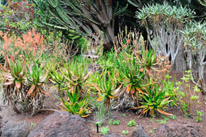 An irrigation sprinkler is watering the succulents of Aloe species
