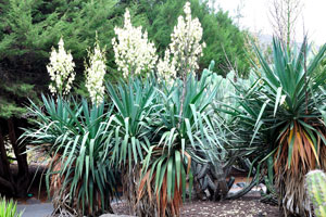 Yucca shrubs are in bloom