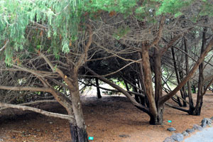 “Juniperus cedrus” trees grow in the Ornamental garden