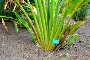 The label reads “Palma del viajero, Ravenala madagascariensis, Strelitziaceae”