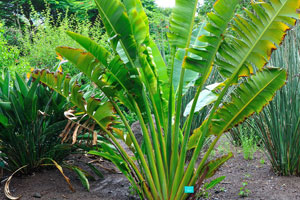 An irrigation sprinkler is watering the traveller's palm (Ravenala madagascariensis)