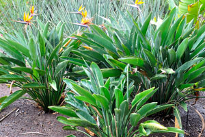 Plants of Strelitzia reginae “Bird of paradise” grow in the Ornamental garden