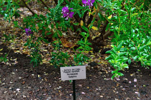 The label reads “lechera del Cabo, Polygala myrtifolia, Polygalaceae”