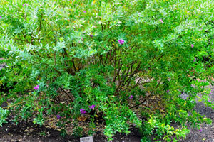 Polygala myrtifolia tree grows in the Ornamental garden