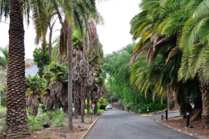 A view down a road which leads to an entrance of botanical garden