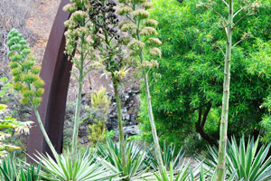 Agaves bloom in the Ornamental garden