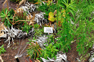 The label reads “Aloe distans, Asphodelaceae”