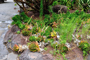 “Aloe distans” plants are in the Ornamental garden
