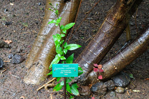 The label reads “Barbasco, Euphorbia cotinifolia, Euphorbiaceae”