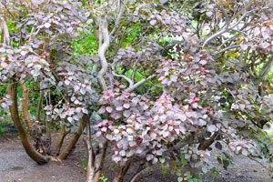 Euphorbia cotinifolia shrubs grow in the Ornamental garden