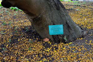 The label reads “Acacia karroo, Mimosaceae”
