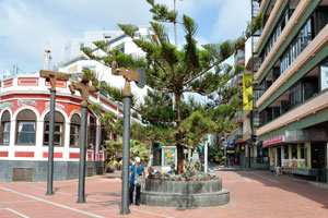 An exotic coniferous tree grows on the street of Calle Luis Morote