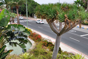Paseo Chil street as seen from the statue of “A Don Fernando de León y Castillo”