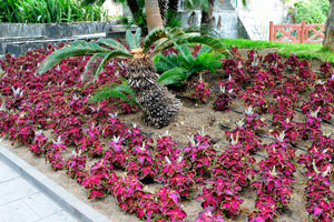 Crimson plants of Coleus species are in Doramas Park