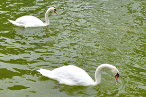 White swans live in the lake of Doramas Park
