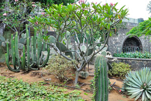 Opuntia cacti grow in Doramas Park