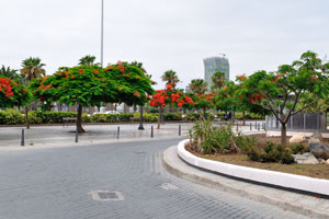 Exotic trees with red flowers grow on Plaza Nuestra Señora de la Luz square
