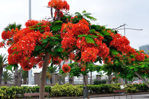 A tree with stunning red flowers grows on Plaza Nuestra Señora de la Luz square