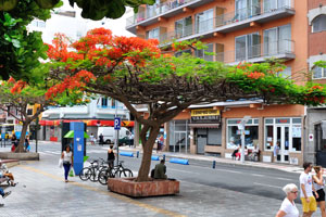 An exotic tree with red flowers grows near the entrance to the Mercado Central market
