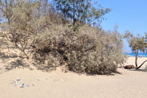 There are trees and bushes on Maspalomas beach