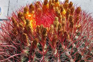 Huge ferocactus blooms on Calle Mar Mediterráneo street