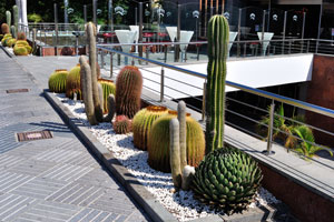 Exotic cacti and succulents grow on the flowerbed in front of Gran Casino Costa Meloneras