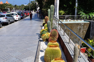 Exotic cacti and succulents grow on Calle Mar Mediterráneo street