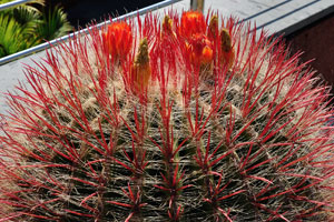Huge ferocactus blooms with red flowers on Calle Mar Mediterráneo street