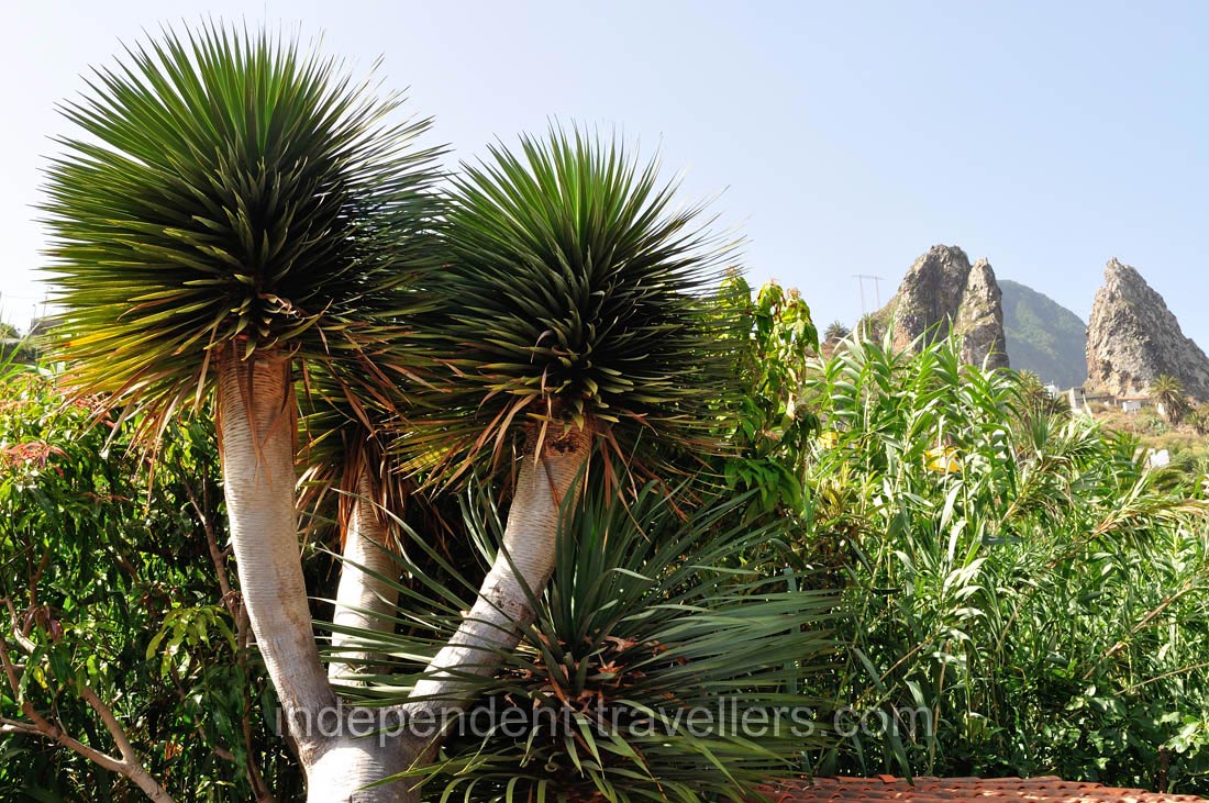 Dracaena Draco grows in the town of Hermigua near &ldquo;Molino de Gofio Los Telares&rdquo;