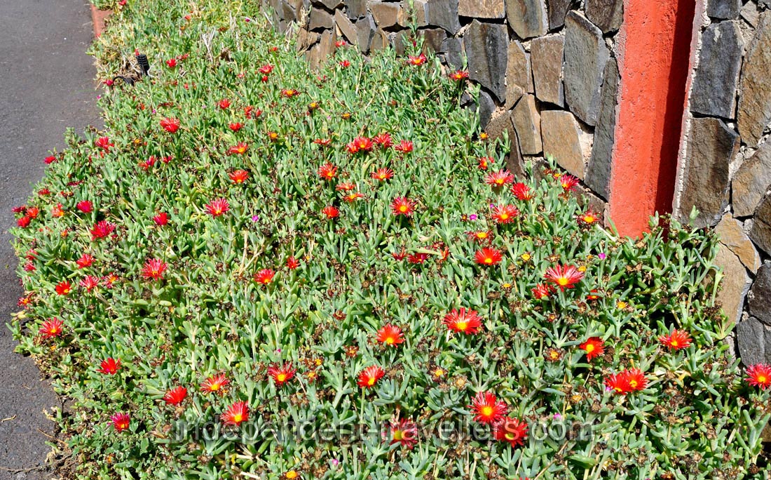 The grass of Aizoaceae family is in bloom in &ldquo;Molino de Gofio Los Telares&rdquo; garden