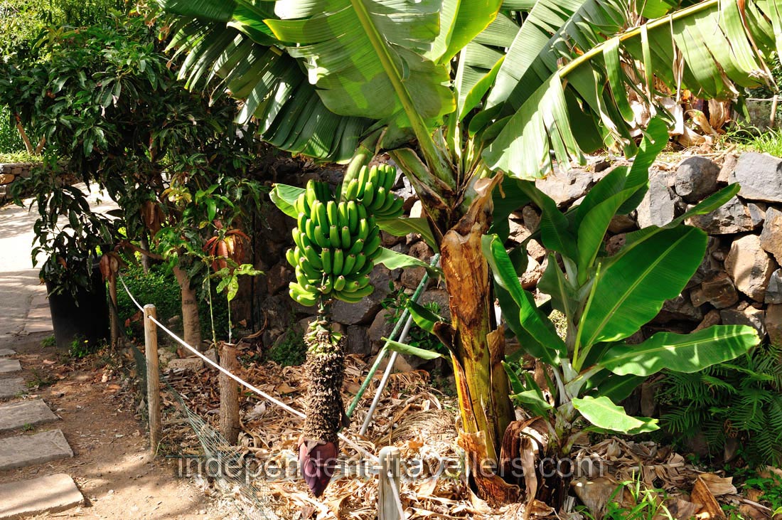 A low banana tree with fruits grows in &ldquo;Molino de Gofio Los Telares&rdquo; garden