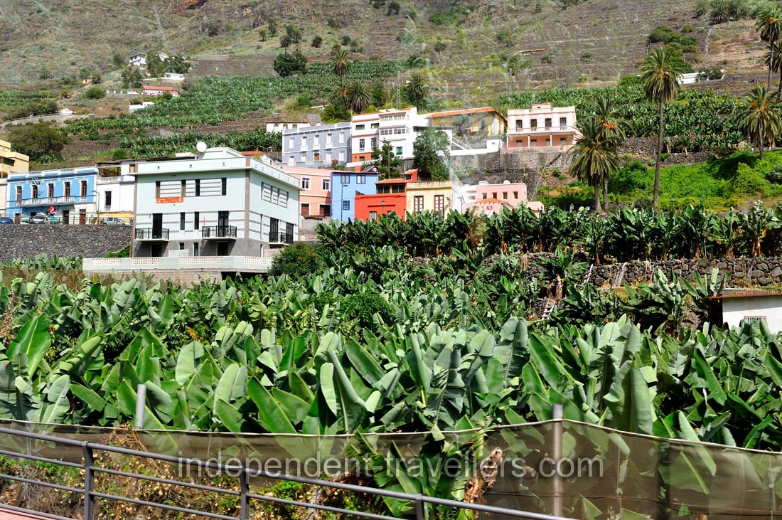 There are banana plantations in Hermigua town