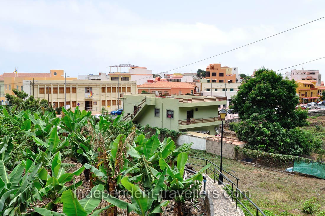 Banana plants grow in Agulo village