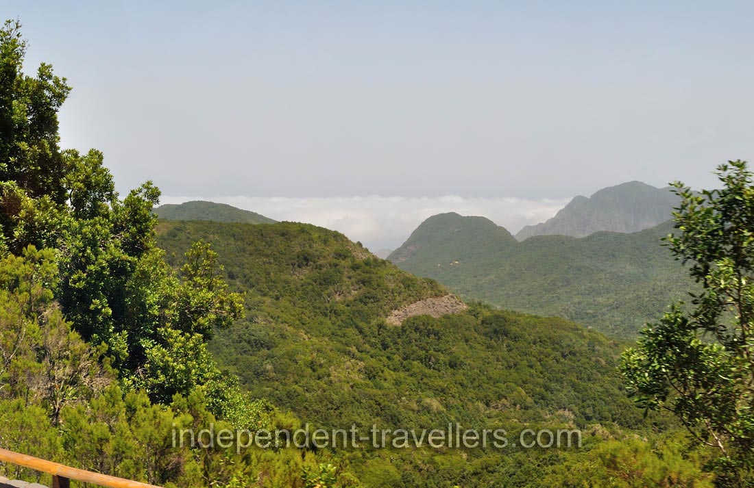 The laurel forest thrives by extracting moisture from low-lying clouds