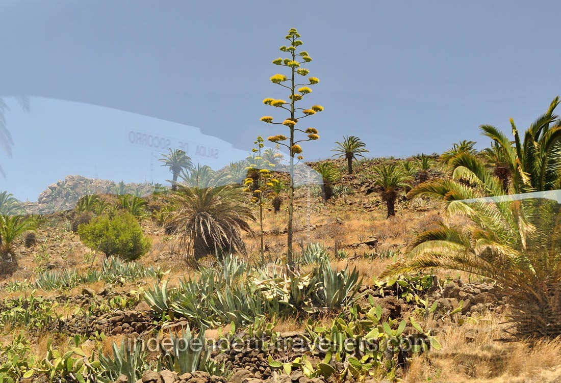 Agave is in bloom in Barranco de la Guancha valley